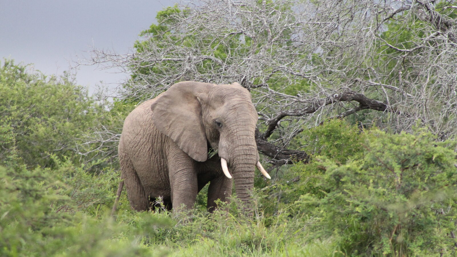 An elephant feeding in green bush